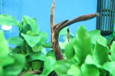 画像4: 【通販 水草】国産 流木付きブランチタイプ アヌビアス ナナ(無農薬)【1個 サンプル画像】（陰性水草)（生体）（熱帯魚） (4)
