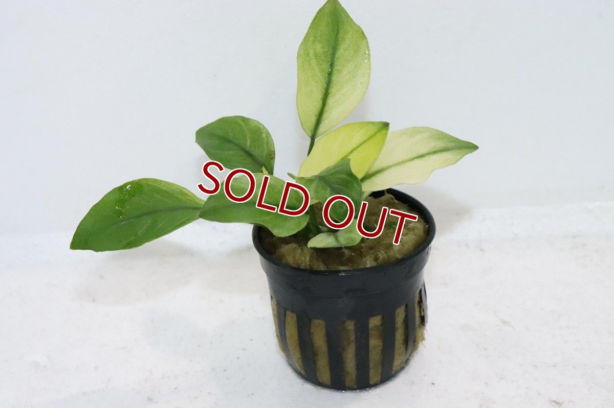 画像1: 【ボーナスセール対象個体　クーポンご利用で更に10％OFF】【通販 水草】アヌビアス バルテリー ブロードリーフホワイト(輸入品)【1ポット サンプル画像】（陰性水草)（生体）（熱帯魚） (1)