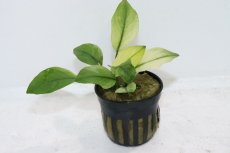 画像1: 【通販 水草】アヌビアス バルテリー ブロードリーフホワイト(輸入品)【1ポット サンプル画像】（陰性水草)（生体）（熱帯魚） (1)