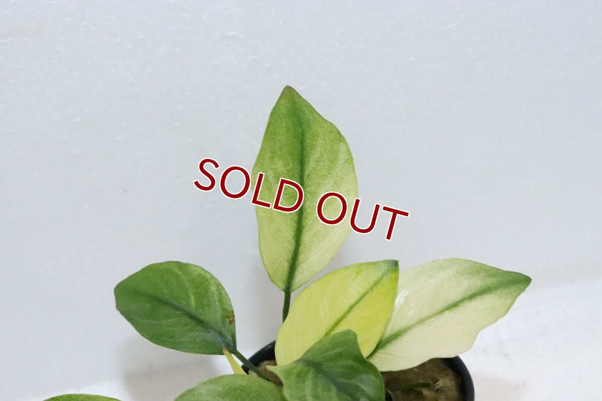 画像2: 【ボーナスセール対象個体　クーポンご利用で更に10％OFF】【通販 水草】アヌビアス バルテリー ブロードリーフホワイト(輸入品)【1ポット サンプル画像】（陰性水草)（生体）（熱帯魚） (2)