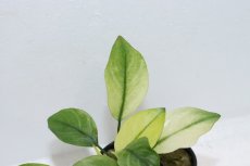 画像2: 【通販 水草】アヌビアス バルテリー ブロードリーフホワイト(輸入品)【1ポット サンプル画像】（陰性水草)（生体）（熱帯魚） (2)