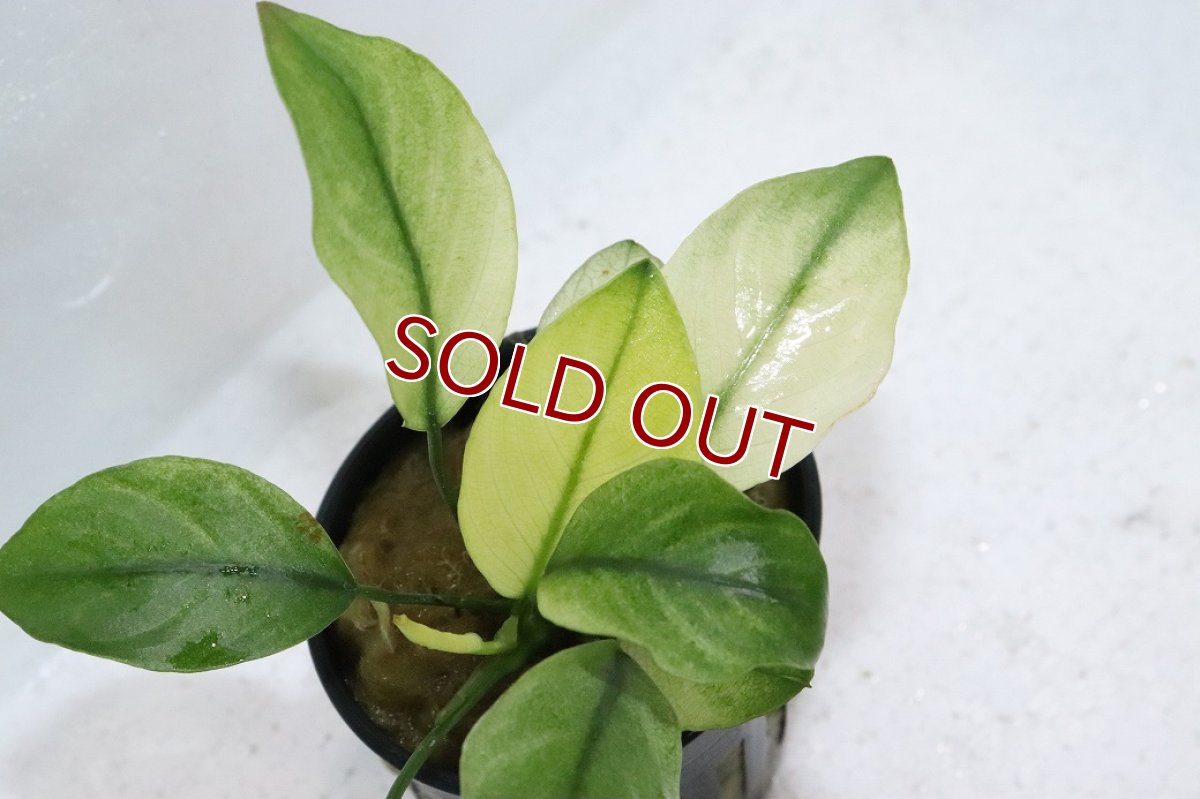 画像3: 【ボーナスセール対象個体　クーポンご利用で更に10％OFF】【通販 水草】アヌビアス バルテリー ブロードリーフホワイト(輸入品)【1ポット サンプル画像】（陰性水草)（生体）（熱帯魚） (3)