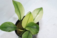 画像3: 【通販 水草】アヌビアス バルテリー ブロードリーフホワイト(輸入品)【1ポット サンプル画像】（陰性水草)（生体）（熱帯魚） (3)