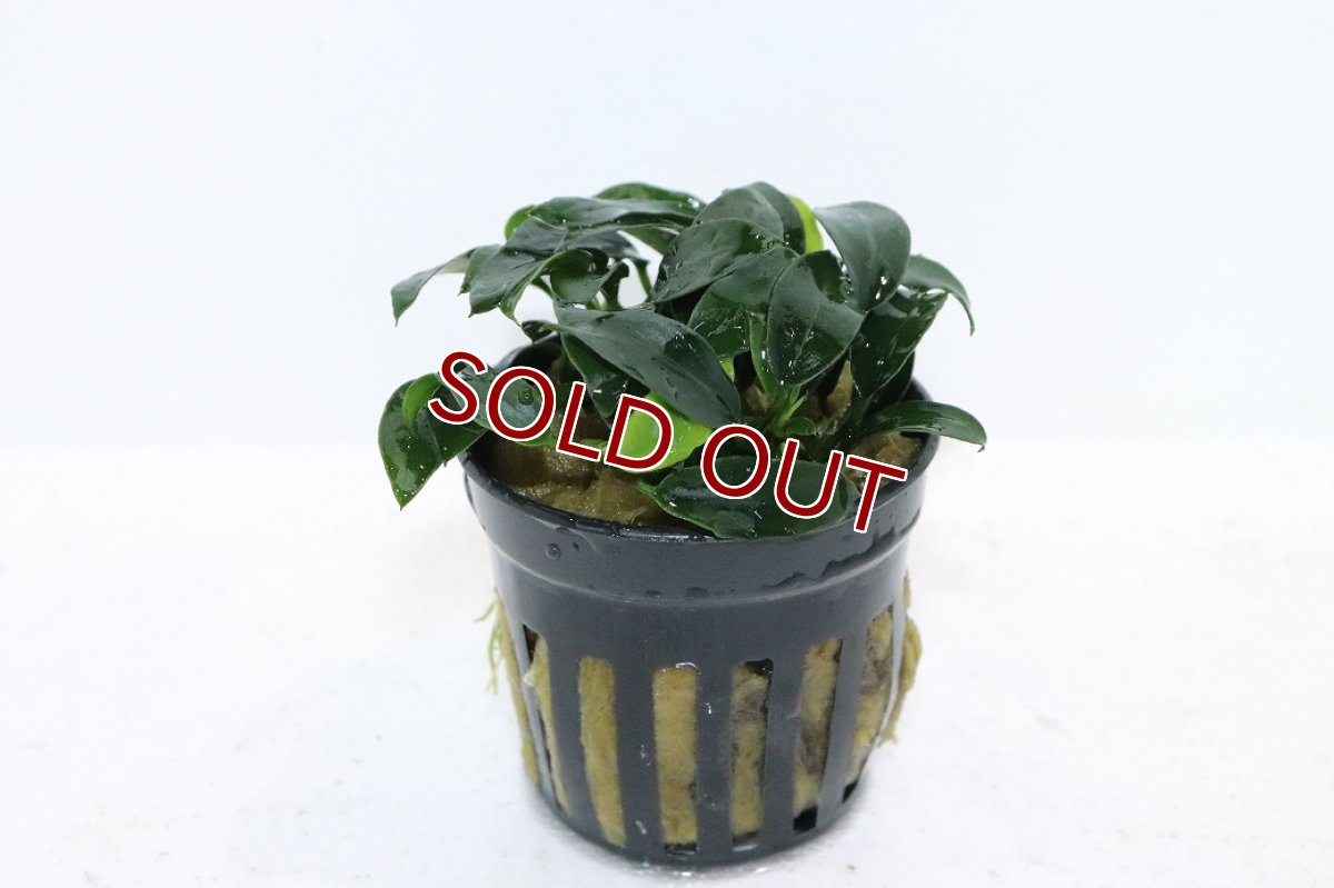 画像1: 【通販 水草】アヌビアス ジャングルスター(輸入品)【1ポット サンプル画像】（陰性水草)（生体）（熱帯魚） (1)