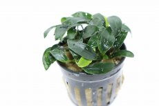 画像2: 【通販 水草】アヌビアス ジャングルスター(輸入品)【1ポット サンプル画像】（陰性水草)（生体）（熱帯魚） (2)