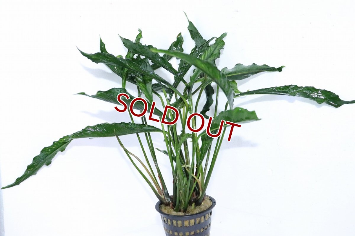 画像1: 【10%OFF対象商品30周年セール】【通販 水草】激レアサイズ XXLサイズ アヌビアス ヘテロフィラ スーパーノヴァ(輸入品)【1ポット サンプル画像】（生体）（熱帯魚） (1)