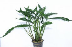 画像1: 【通販 水草】激レアサイズ XXLサイズ アヌビアス ヘテロフィラ スーパーノヴァ(輸入品)【1ポット サンプル画像】（生体）（熱帯魚） (1)