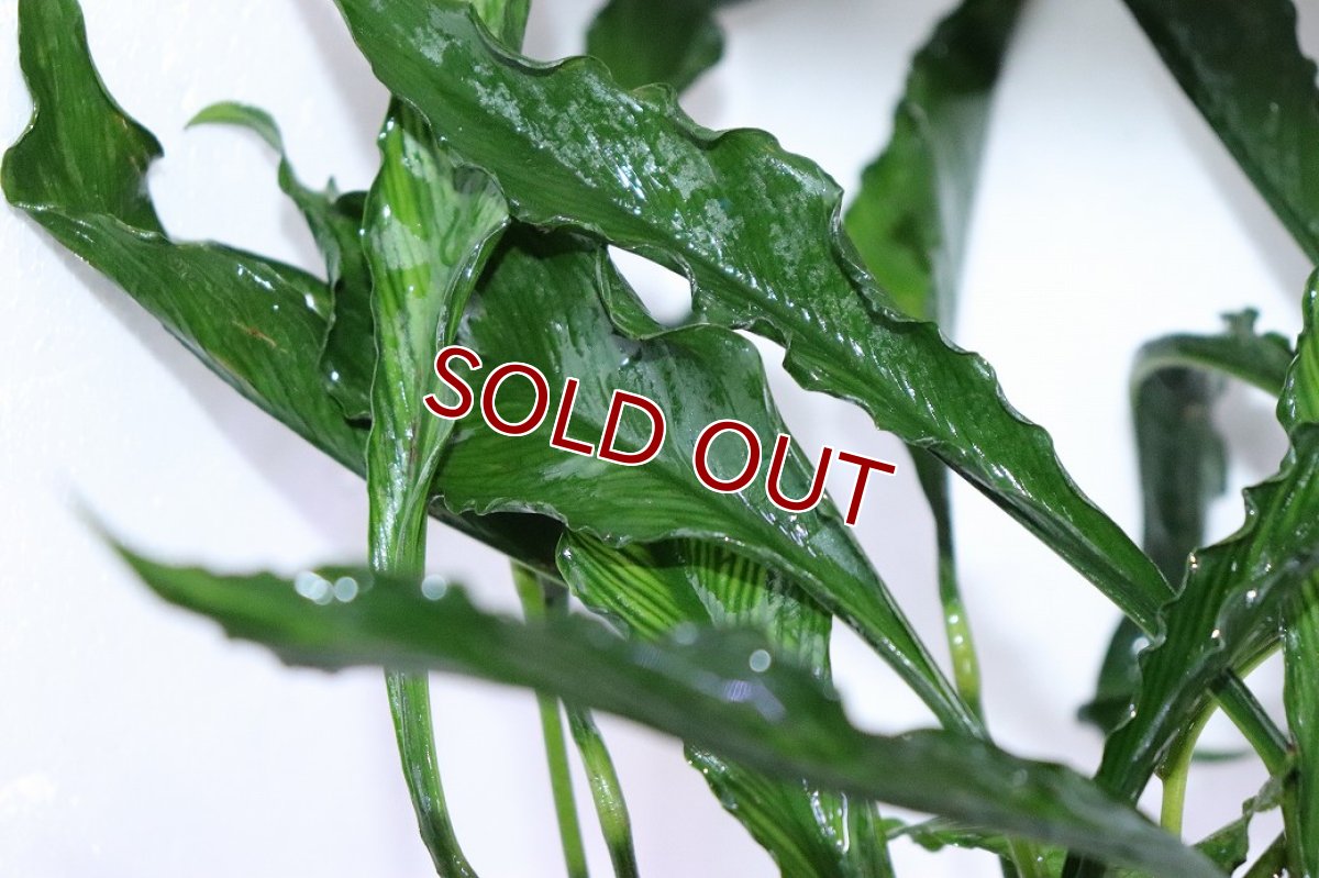 画像2: 【10%OFF対象商品30周年セール】【通販 水草】激レアサイズ XXLサイズ アヌビアス ヘテロフィラ スーパーノヴァ(輸入品)【1ポット サンプル画像】（生体）（熱帯魚） (2)