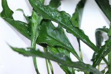 画像2: 【通販 水草】激レアサイズ XXLサイズ アヌビアス ヘテロフィラ スーパーノヴァ(輸入品)【1ポット サンプル画像】（生体）（熱帯魚） (2)