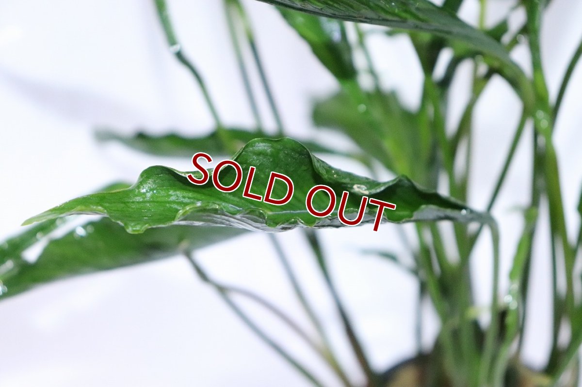 画像3: 【10%OFF対象商品30周年セール】【通販 水草】激レアサイズ XXLサイズ アヌビアス ヘテロフィラ スーパーノヴァ(輸入品)【1ポット サンプル画像】（生体）（熱帯魚） (3)