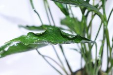 画像3: 【通販 水草】激レアサイズ XXLサイズ アヌビアス ヘテロフィラ スーパーノヴァ(輸入品)【1ポット サンプル画像】（生体）（熱帯魚） (3)