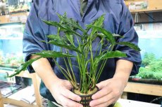 画像4: 【通販 水草】激レアサイズ XXLサイズ アヌビアス ヘテロフィラ スーパーノヴァ(輸入品)【1ポット サンプル画像】（生体）（熱帯魚） (4)