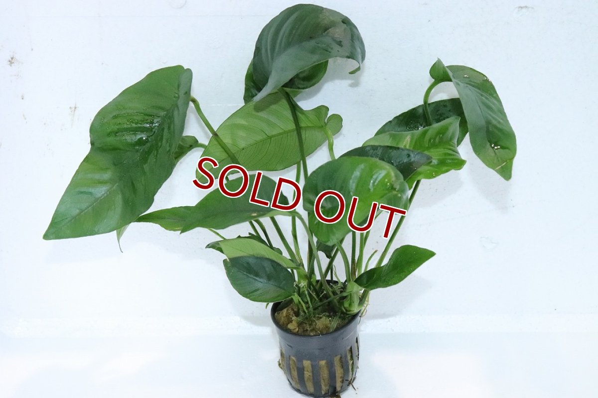 画像1: 【通販 水草】アヌビアス バルテリー ストライプ(輸入品)【1ポット サンプル画像】（陰性水草)（生体）（熱帯魚） (1)