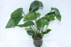 画像1: 【通販 水草】アヌビアス バルテリー ストライプ(輸入品)【1ポット サンプル画像】（陰性水草)（生体）（熱帯魚） (1)