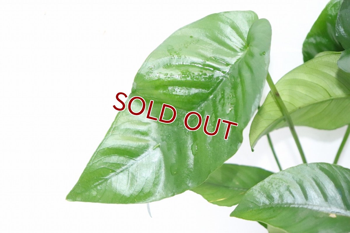 画像2: 【通販 水草】アヌビアス バルテリー ストライプ(輸入品)【1ポット サンプル画像】（陰性水草)（生体）（熱帯魚） (2)