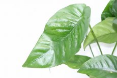 画像2: 【通販 水草】アヌビアス バルテリー ストライプ(輸入品)【1ポット サンプル画像】（陰性水草)（生体）（熱帯魚） (2)