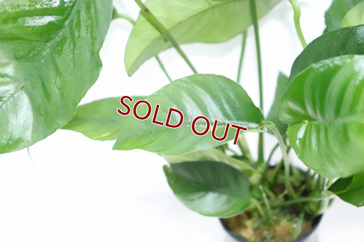 画像3: 【通販 水草】アヌビアス バルテリー ストライプ(輸入品)【1ポット サンプル画像】（陰性水草)（生体）（熱帯魚） (3)