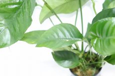 画像3: 【通販 水草】アヌビアス バルテリー ストライプ(輸入品)【1ポット サンプル画像】（陰性水草)（生体）（熱帯魚） (3)