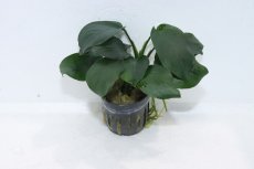 画像1: 【通販 水草】アヌビアス バルテリー ダイヤモンド(輸入品)【1ポット サンプル画像】（陰性水草)（生体）（熱帯魚） (1)