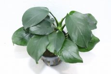 画像2: 【通販 水草】アヌビアス バルテリー ダイヤモンド(輸入品)【1ポット サンプル画像】（陰性水草)（生体）（熱帯魚） (2)