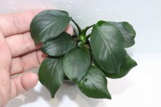 画像3: 【通販 水草】アヌビアス バルテリー ダイヤモンド(輸入品)【1ポット サンプル画像】（陰性水草)（生体）（熱帯魚） (3)