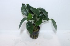 画像1: 【通販 水草】アヌビアス オバリス(輸入品)【1ポット サンプル画像】（陰性水草)（生体）（熱帯魚） (1)
