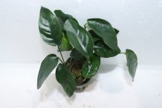 画像2: 【通販 水草】アヌビアス オバリス(輸入品)【1ポット サンプル画像】（陰性水草)（生体）（熱帯魚） (2)