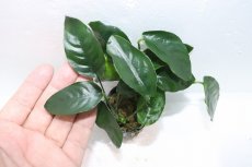 画像3: 【通販 水草】アヌビアス オバリス(輸入品)【1ポット サンプル画像】（陰性水草)（生体）（熱帯魚） (3)
