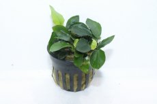 画像1: 【通販 水草】アヌビアス ロングウェイヴィー(輸入品)【1ポット サンプル画像】（陰性水草)（生体）（熱帯魚） (1)