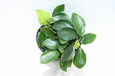 画像2: 【通販 水草】アヌビアス ロングウェイヴィー(輸入品)【1ポット サンプル画像】（陰性水草)（生体）（熱帯魚） (2)