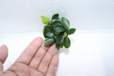 画像3: 【通販 水草】アヌビアス ロングウェイヴィー(輸入品)【1ポット サンプル画像】（陰性水草)（生体）（熱帯魚） (3)