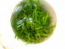 画像3: 【水草】[お取り寄せ]ミクロソリウム・トライデント(輸入品)【1束】 (3)