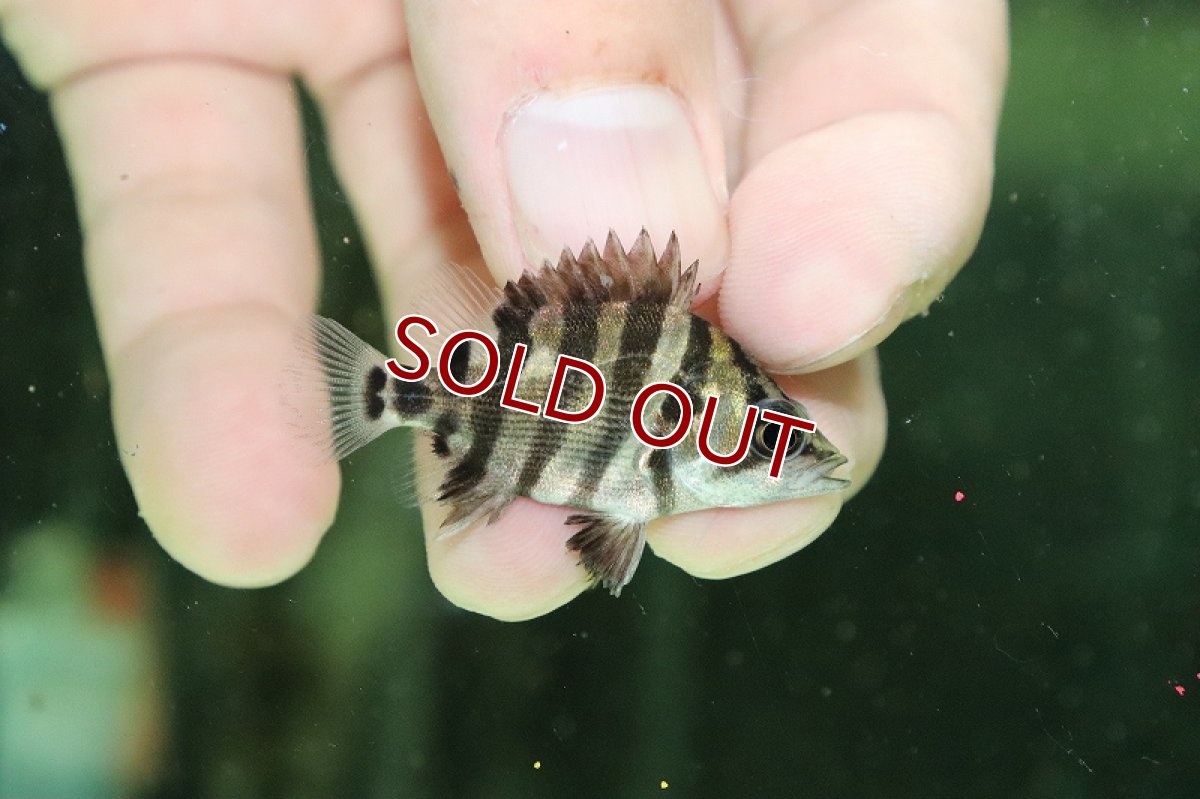 画像1: 【淡水魚】【通販】大特価 メニーバータイガーダトニオ ワイルド【１匹サンプル画像】(±6-7cm)(大型魚)(生体)(熱帯魚)NKO (1)