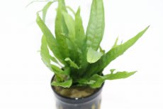 画像3: 【通販 水草】ミクロソリウム プテロプス セミナロー(輸入品)【1ポット サンプル画像】（陰性水草)（生体）（熱帯魚） (3)