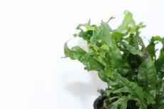 画像2: 【通販 水草】ミクロソリウム ウェンデロフ(輸入品)【1ポット サンプル画像】（陰性水草)（生体）（熱帯魚） (2)