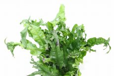 画像3: 【通販 水草】ミクロソリウム ウェンデロフ(輸入品)【1ポット サンプル画像】（陰性水草)（生体）（熱帯魚） (3)