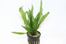 画像1: 【通販 水草】ミクロソリウム sp ソードリーフ(輸入品)【1ポット サンプル画像】（陰性水草)（生体）（熱帯魚） (1)