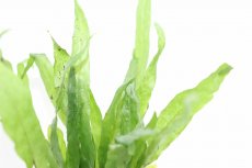 画像2: 【通販 水草】ミクロソリウム sp ソードリーフ(輸入品)【1ポット サンプル画像】（陰性水草)（生体）（熱帯魚） (2)