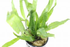 画像3: 【通販 水草】ミクロソリウム sp ソードリーフ(輸入品)【1ポット サンプル画像】（陰性水草)（生体）（熱帯魚） (3)