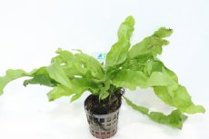 画像1: 【通販 水草】ミクロソリウム ラティフォリア(輸入品)【1ポット サンプル画像】（陰性水草)（生体）（熱帯魚） (1)