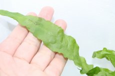 画像2: 【通販 水草】ミクロソリウム ラティフォリア(輸入品)【1ポット サンプル画像】（陰性水草)（生体）（熱帯魚） (2)