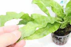 画像3: 【通販 水草】ミクロソリウム ラティフォリア(輸入品)【1ポット サンプル画像】（陰性水草)（生体）（熱帯魚） (3)