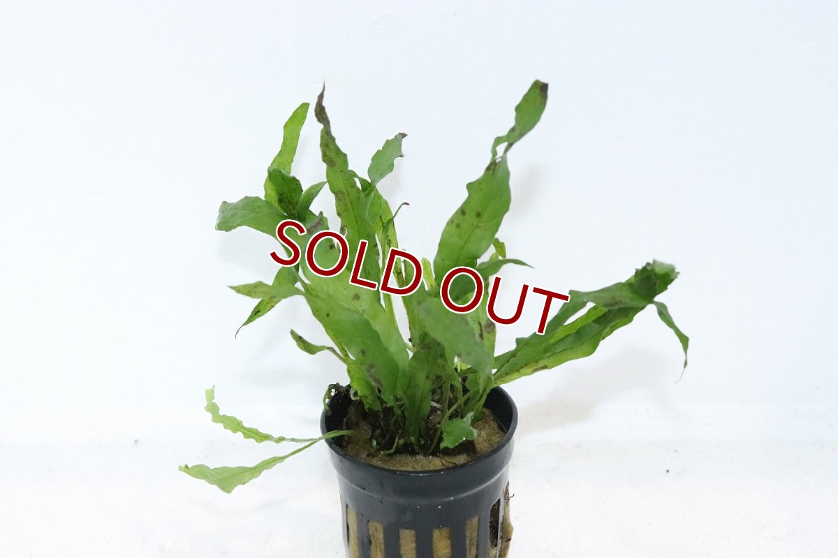 画像1: 【通販 水草】ミクロソリウム プテロプス フレーミング(輸入品)【1ポット サンプル画像】（陰性水草)（生体）（熱帯魚） (1)