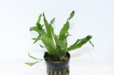 画像1: 【通販 水草】ミクロソリウム プテロプス フレーミング(輸入品)【1ポット サンプル画像】（陰性水草)（生体）（熱帯魚） (1)