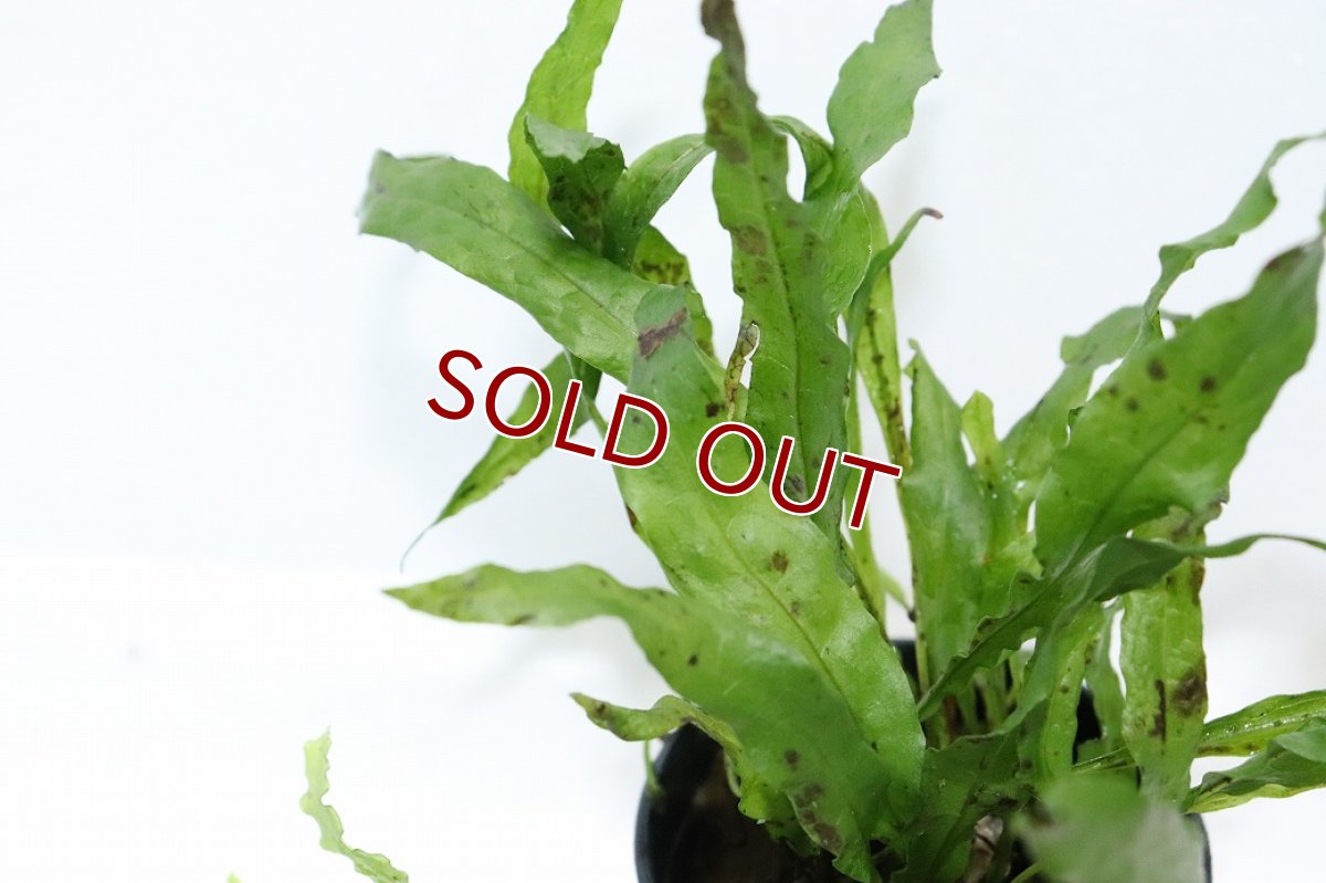 画像2: 【通販 水草】ミクロソリウム プテロプス フレーミング(輸入品)【1ポット サンプル画像】（陰性水草)（生体）（熱帯魚） (2)