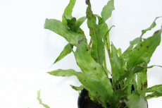 画像2: 【通販 水草】ミクロソリウム プテロプス フレーミング(輸入品)【1ポット サンプル画像】（陰性水草)（生体）（熱帯魚） (2)