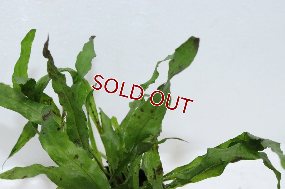 画像3: 【通販 水草】ミクロソリウム プテロプス フレーミング(輸入品)【1ポット サンプル画像】（陰性水草)（生体）（熱帯魚） (3)