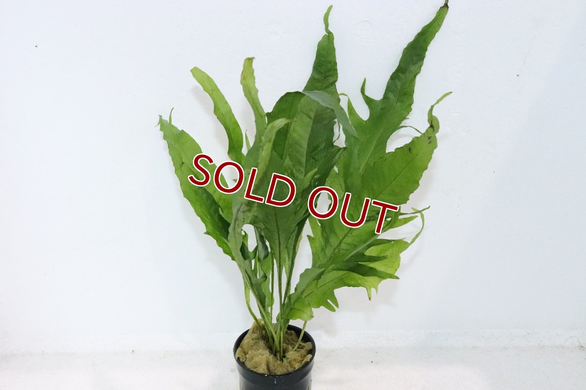 画像1: 【通販 水草】ミクロソリウム クレイジーリーフ タイプ2(輸入品)【1ポット サンプル画像】（陰性水草)（生体）（熱帯魚） (1)