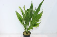 画像1: 【通販 水草】ミクロソリウム クレイジーリーフ タイプ2(輸入品)【1ポット サンプル画像】（陰性水草)（生体）（熱帯魚） (1)