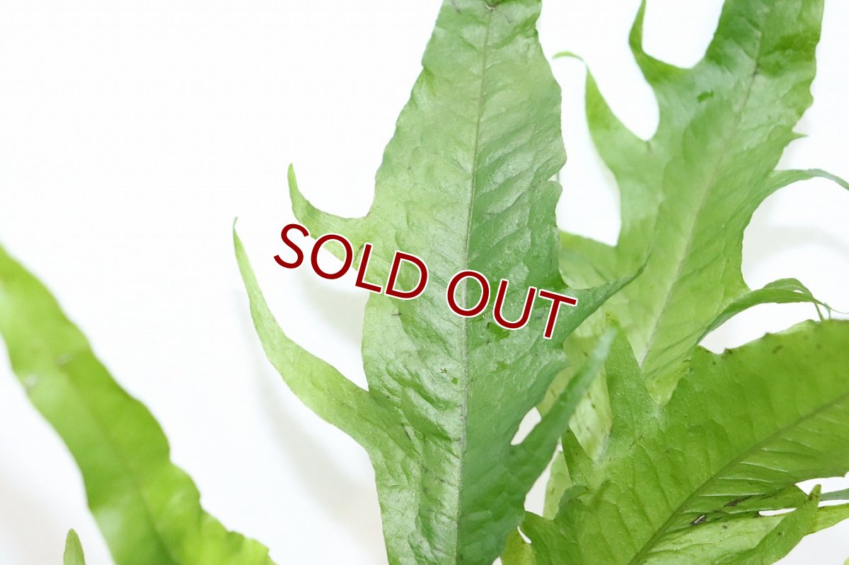 画像2: 【通販 水草】ミクロソリウム クレイジーリーフ タイプ2(輸入品)【1ポット サンプル画像】（陰性水草)（生体）（熱帯魚） (2)